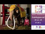 เจาะใจ  :  Promote ช้างสำคัญคู่พระบารมี [29 ธ.ค. 59] Full HD