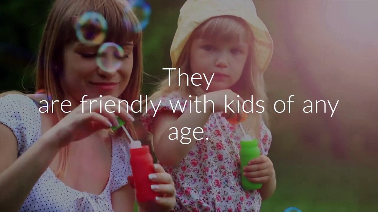 Teresa Heaver | caring Samoyeds puppies