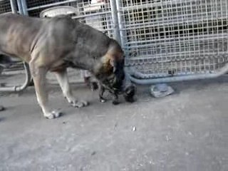 Fila brasileiro vs fila de sao miguel