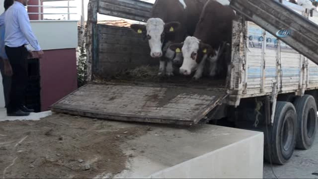Kula'da İthal Gebe Düveler Üreticilere Teslim Edildi