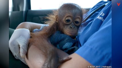 Baby Orangutans Rescued As Hunters And Deforestation Shrink Their Habitats