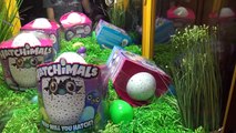 ★Winning Hatchimals Eggs From The Claw Machine!! Unboxing/Review!! ~ ClawTuber