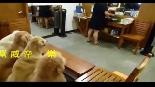 Top 5 Discipline Dogs Videos Compilation