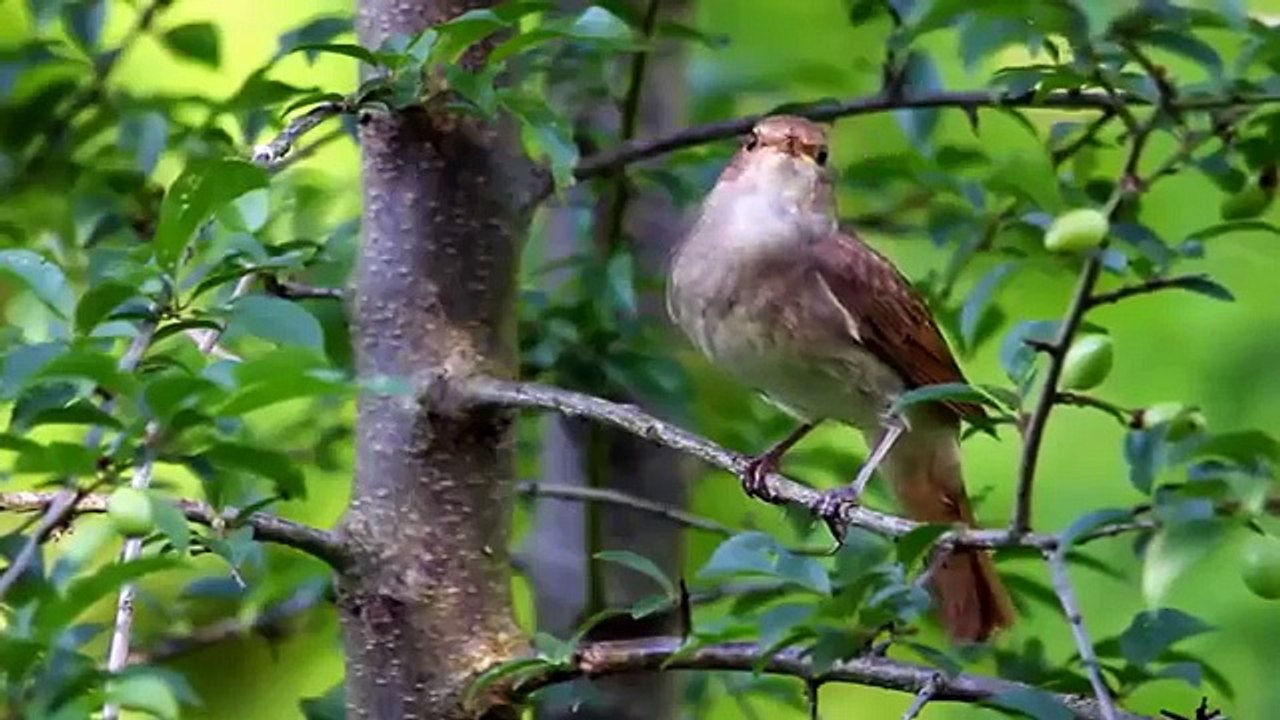 The Nightingale Method