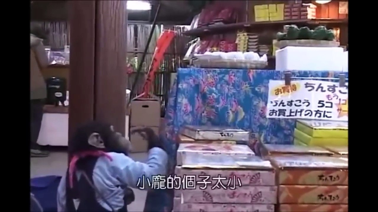 狗狗猩猩大冒险_Pan and James