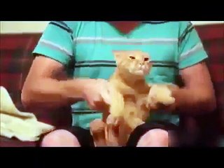 TOP Funny Cat and Dog Dancing and Singing in the World - Mkls