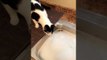 Confused Cat Does Not Understand Bubbles