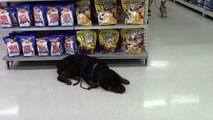 Kohl SDIT Walmart Training Sessions w encountering Fake Service Dog