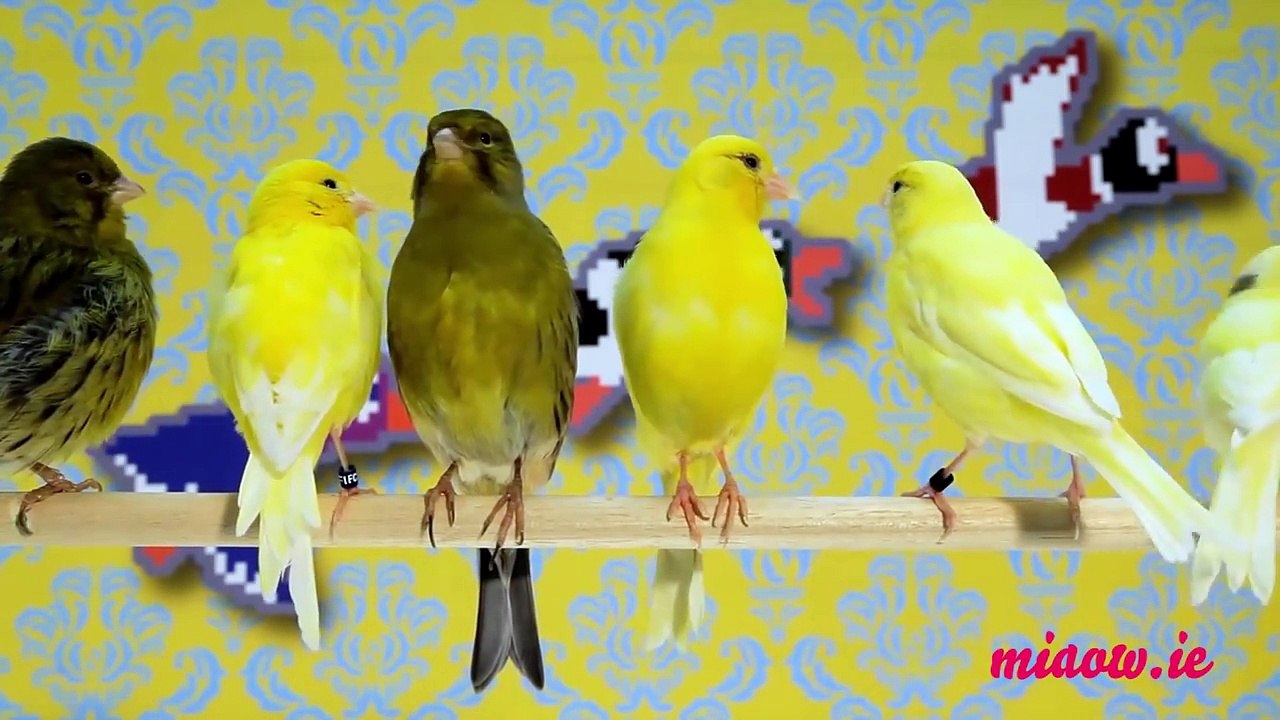 Telekat: videos for cats to watch! Canaries! Budgies! Finches! Cats!!