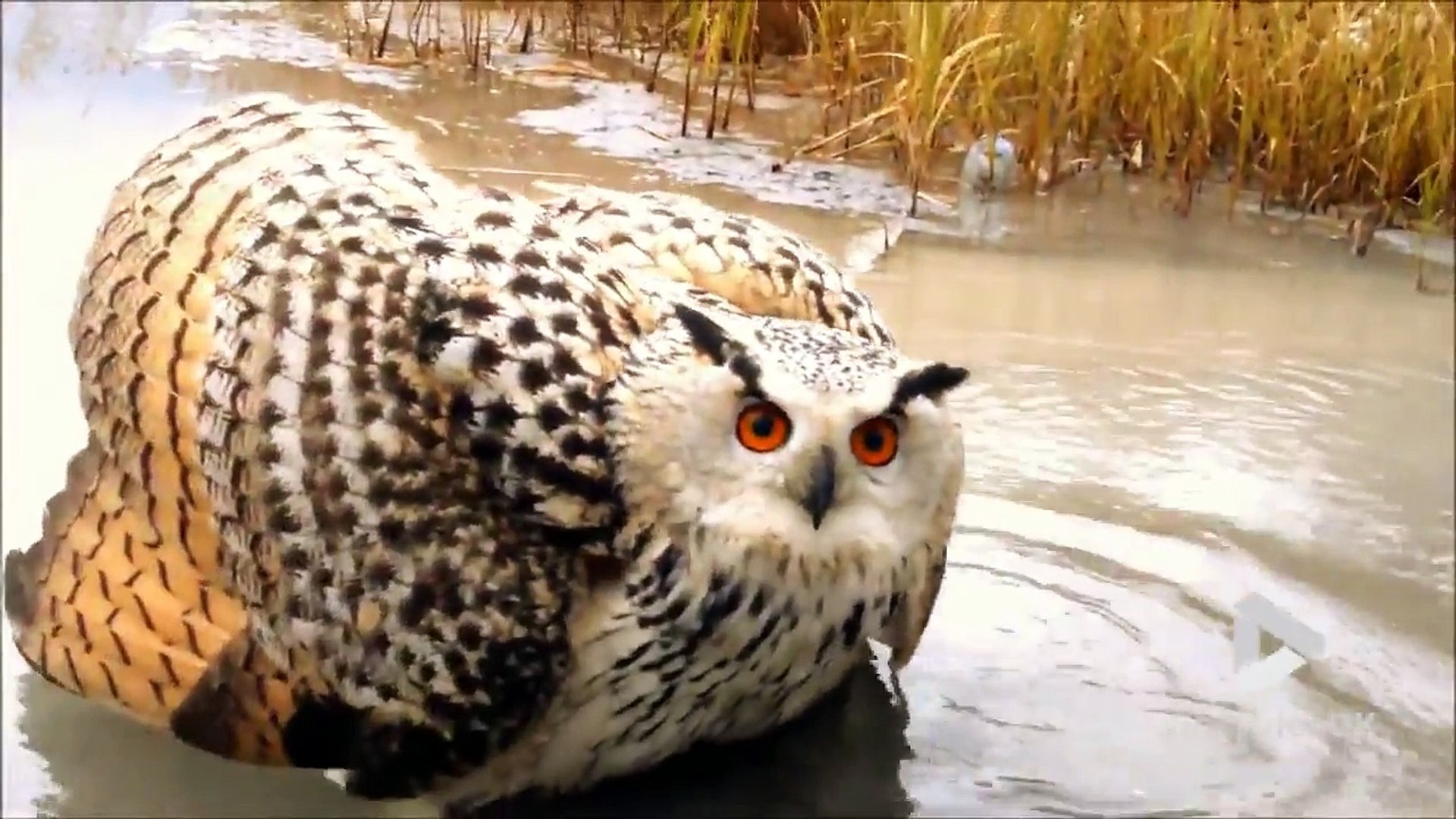 peluche hibou geante