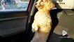 Meilleur passager : ce chien est debout sur le siège de la voiture !