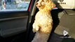 Meilleur passager : ce chien est debout sur le siège de la voiture !