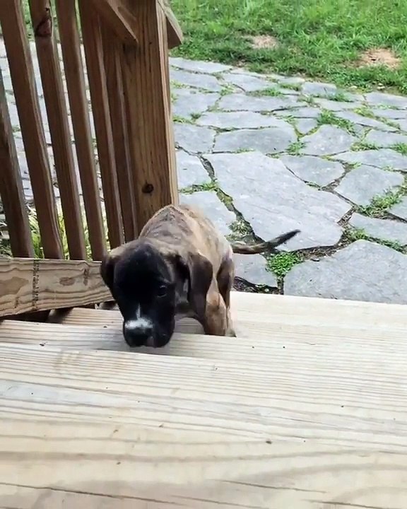 Montée d'un escalier par un chien amputé d'une patte. Trop mignon !