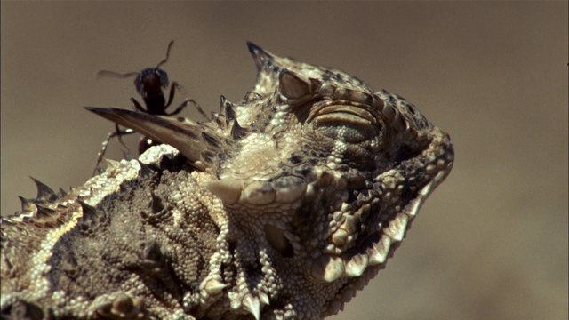 Here's what animals would say if they could complain about work