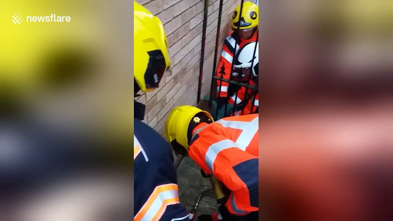 Urban Muntjac deer stuck in garden gate rescued in Peterborough