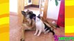 Cant Stop Laughing - Funny Animals Compilation ✯ Cats and Dogs Love Each Other