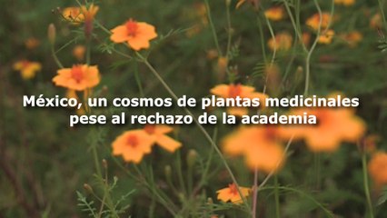 México, un cosmos de plantas medicinales pese al rechazo de la academia