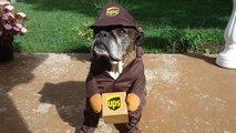 Man Makes Facebook Page Dedicated To Dogs That UPS Drivers Meet