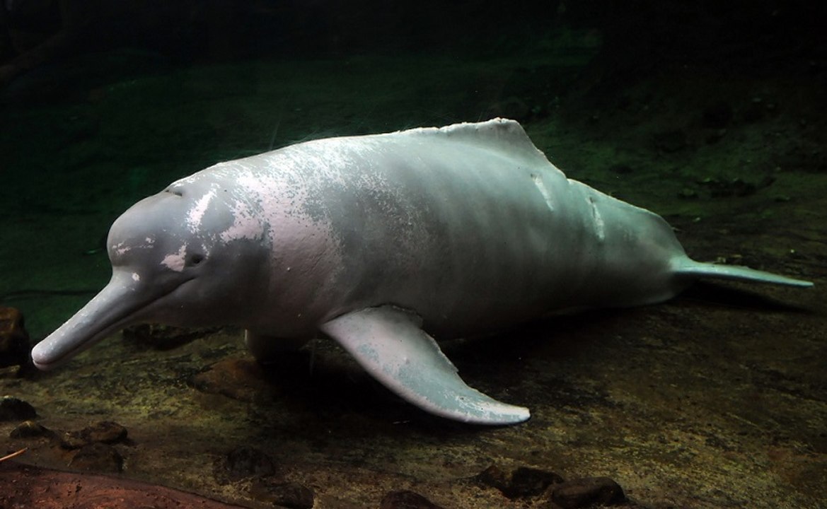 Delfines del Amazonas (Inia geoffrensis)