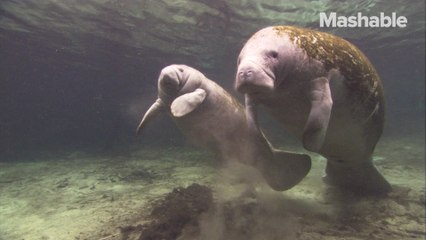 Baby manatees take to the sky for rehabilitation