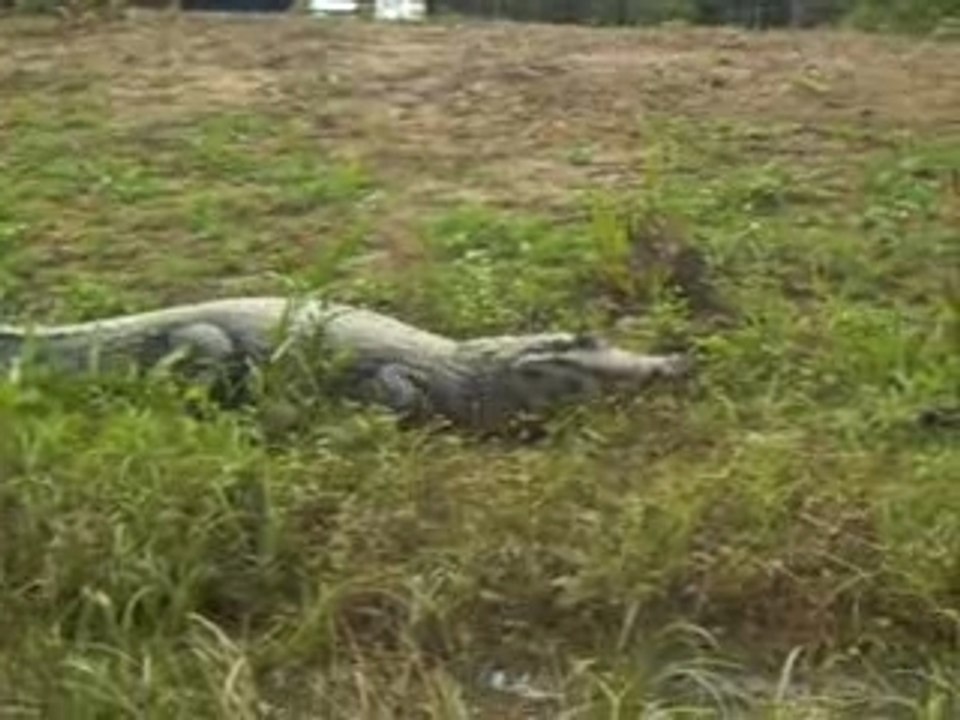 Le crocodile de Rurrenabaque - Bolivie