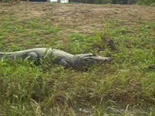 Le crocodile de Rurrenabaque - Bolivie