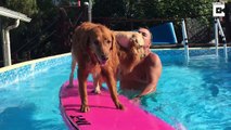 Doggy paddle: Incredible moment puppy trained to teach kids to swim rescues her surfing dog partnerÂ 