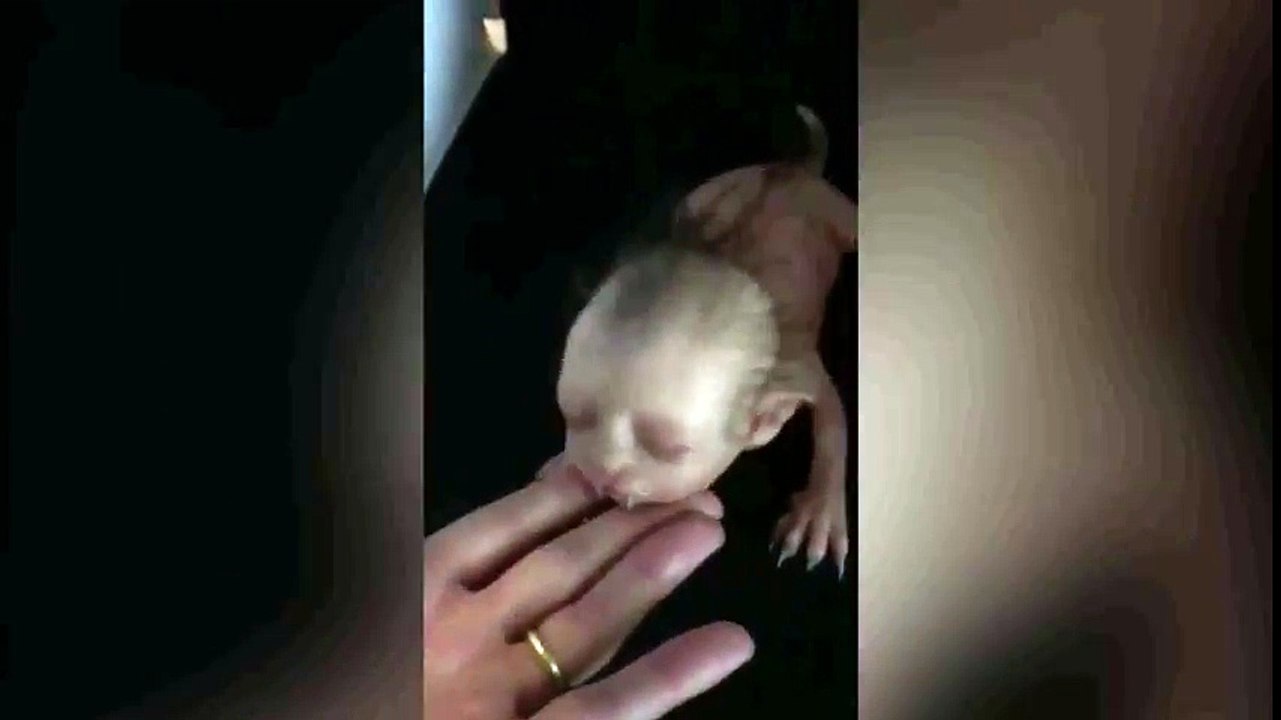 'Half cat, half Human' MONSTER caught on camera