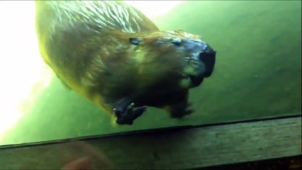 Ce castor vient faire coucou aux touristes... Tellement adorable