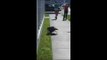Bald Eagle Feasts on Cat on Sidewalk in South Virginia