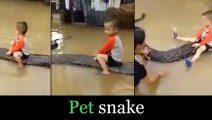 Menino De 3 Anos Brinca Com Cobra Gigante De Estimação