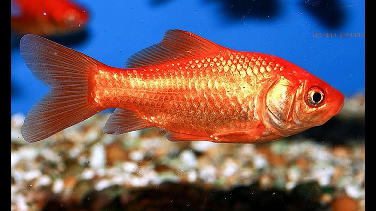 Top 10 Fish you should never buy for your Aquarium beginners