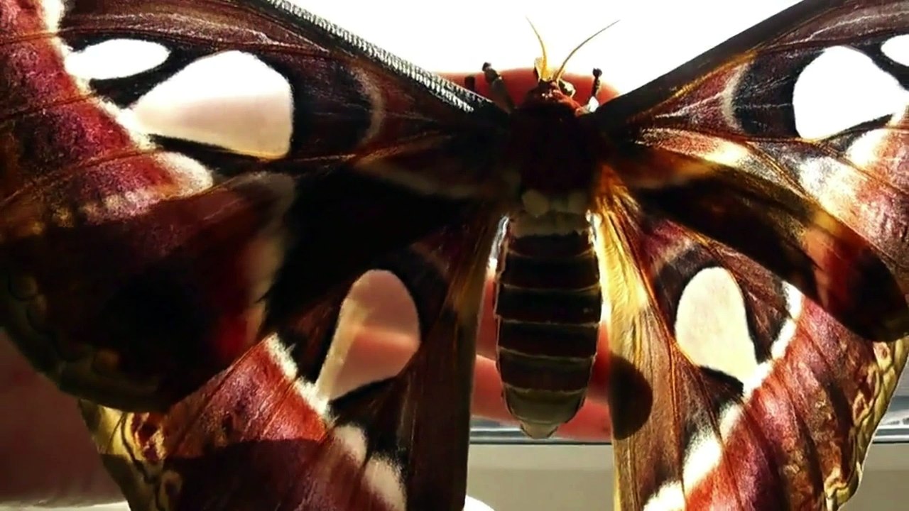 Giant Atlas Moths