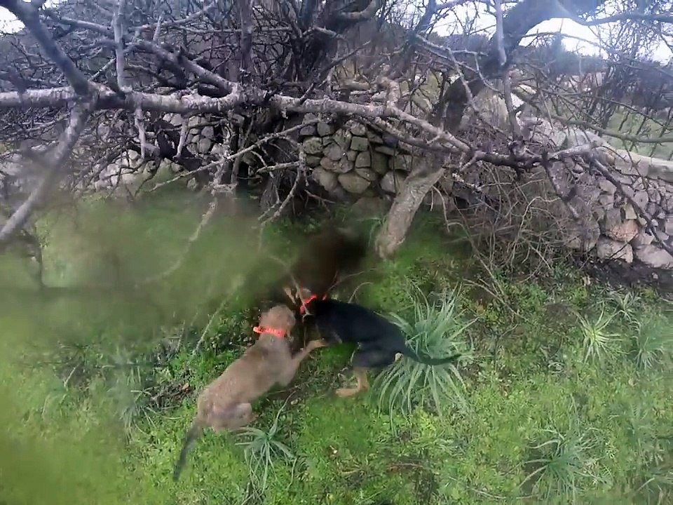 Jolie tir d'un sanglier 24-10-2017
