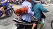 Lạ lùng chú gà trống ở Sài Gòn có 