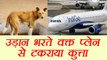 Indigo flight of Goa to Mumbai delayed as plane hits dog । वनइंडिया हिंदी