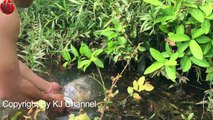 Amazing Human Catch Snake water Using The Bottle Net Trap How to Catch Snake in Cambodia