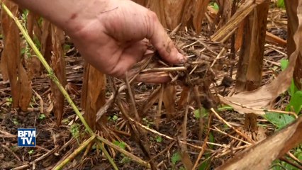 Cet agriculteur se passe du glyphosate. Et il gagne bien mieux sa vie