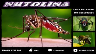 Mücken sound / Mücken geräusche / Mosquito sound / Bruit moustique