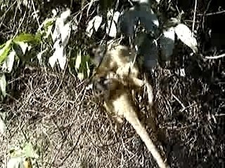 Les singes Capuccino et Maéva - Rurrenabaque, Bolivie