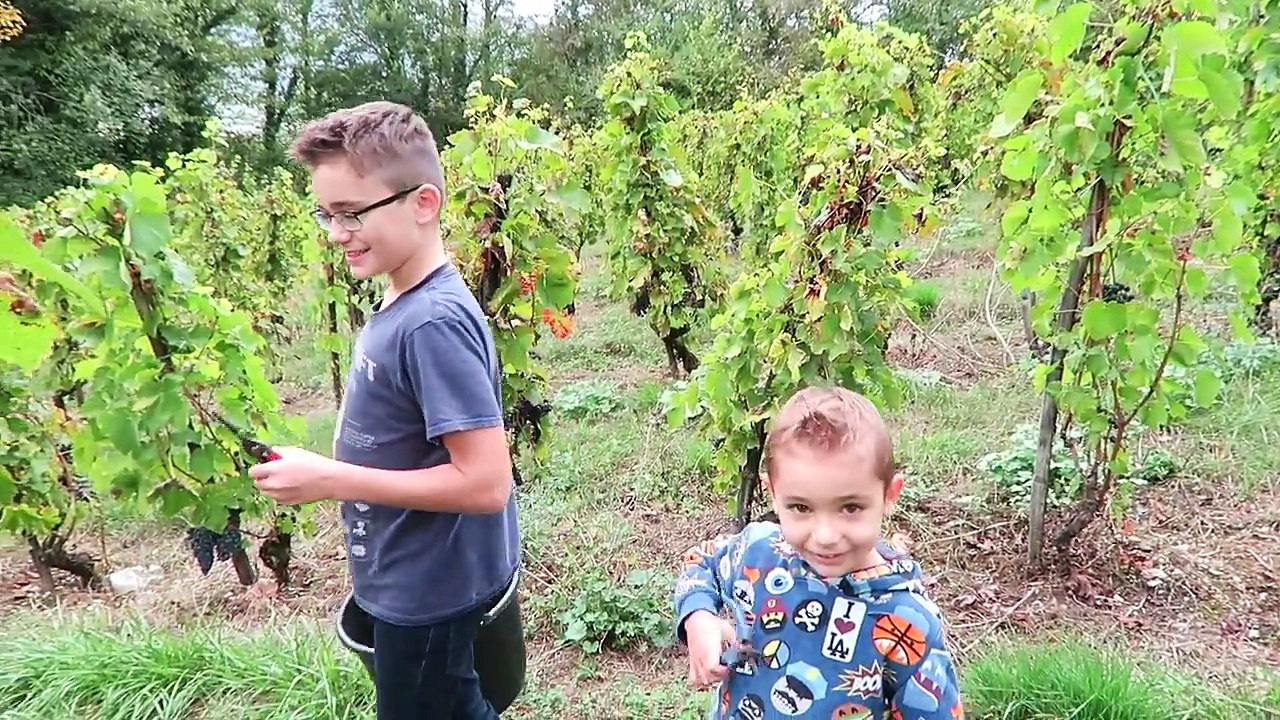 VLOG - Challenge Vendanges Swan VS Néo - PLAISIRS DAUTOMNE