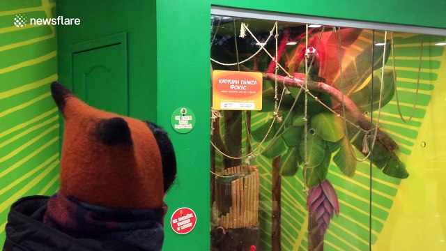 Monkey gets scared by fox hat at petting zoo