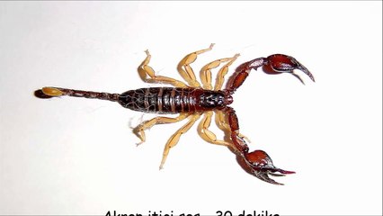 Akrep itici ses - 30 dakika