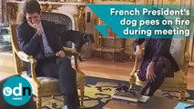 French President's dog pees on fire during meeting