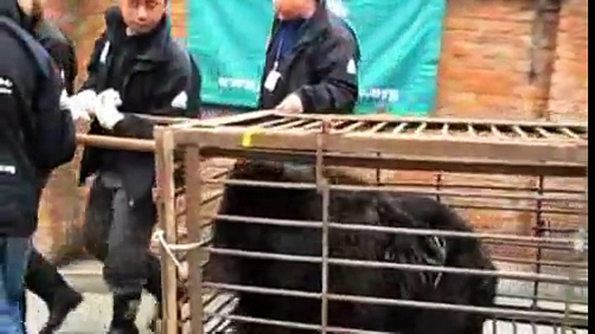 ⁣Animals Asia - 13 farmed bears rescued!