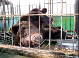 Moon bear rescue in Shandong province, China