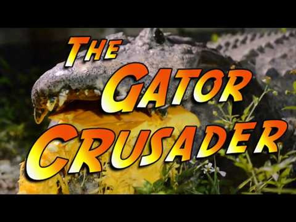 Alligator Shows Incredible Jaw Strength by Chomping on Huge Pumpkin