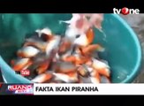 Fakta-fakta Seputar Ikan Piranha