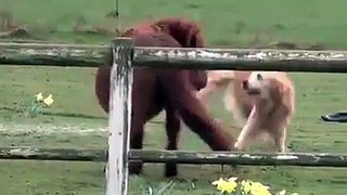 Questo pony e questo cane  si conoscono sin da piccoli ...e sono i migliori amici del mondo ❣️