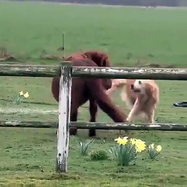 Questo pony e questo cane  si conoscono sin da piccoli ...e sono i migliori amici del mondo ❣️